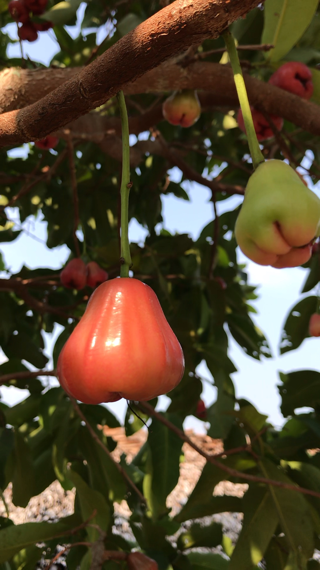 见到挂在树上的莲雾了!