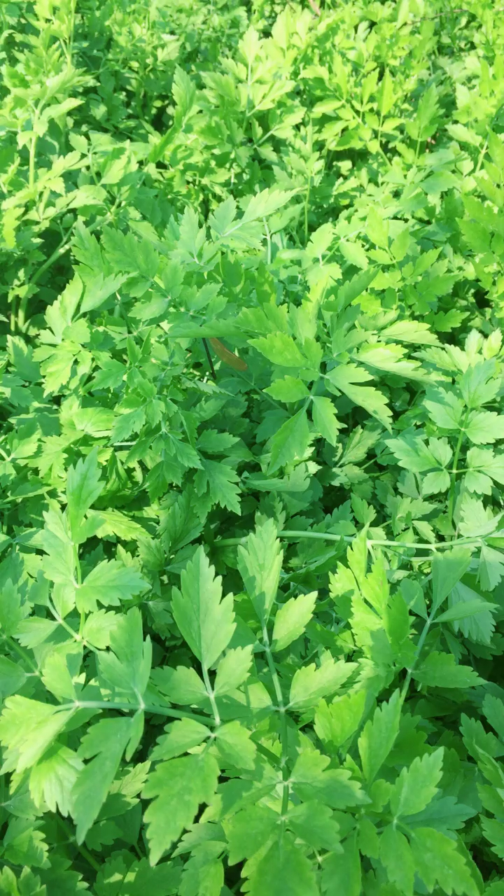 成片的野生水芹菜