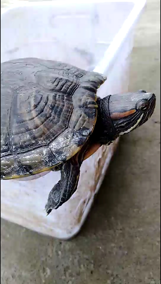 王八犊子