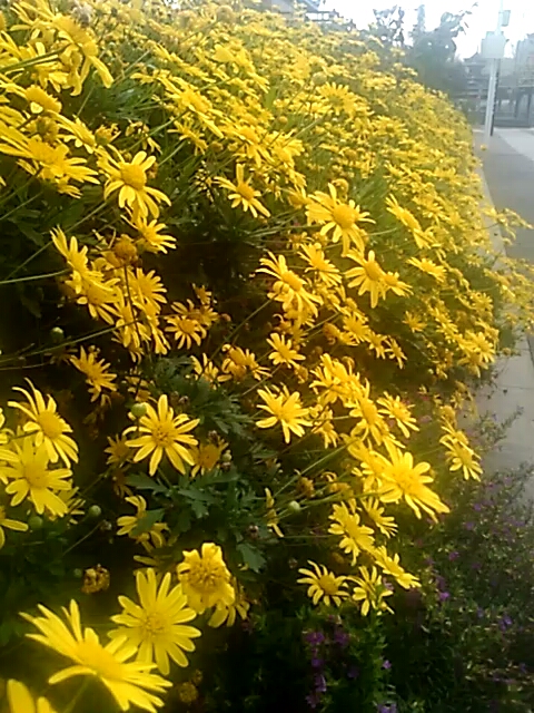 每日穿搭#木香菊