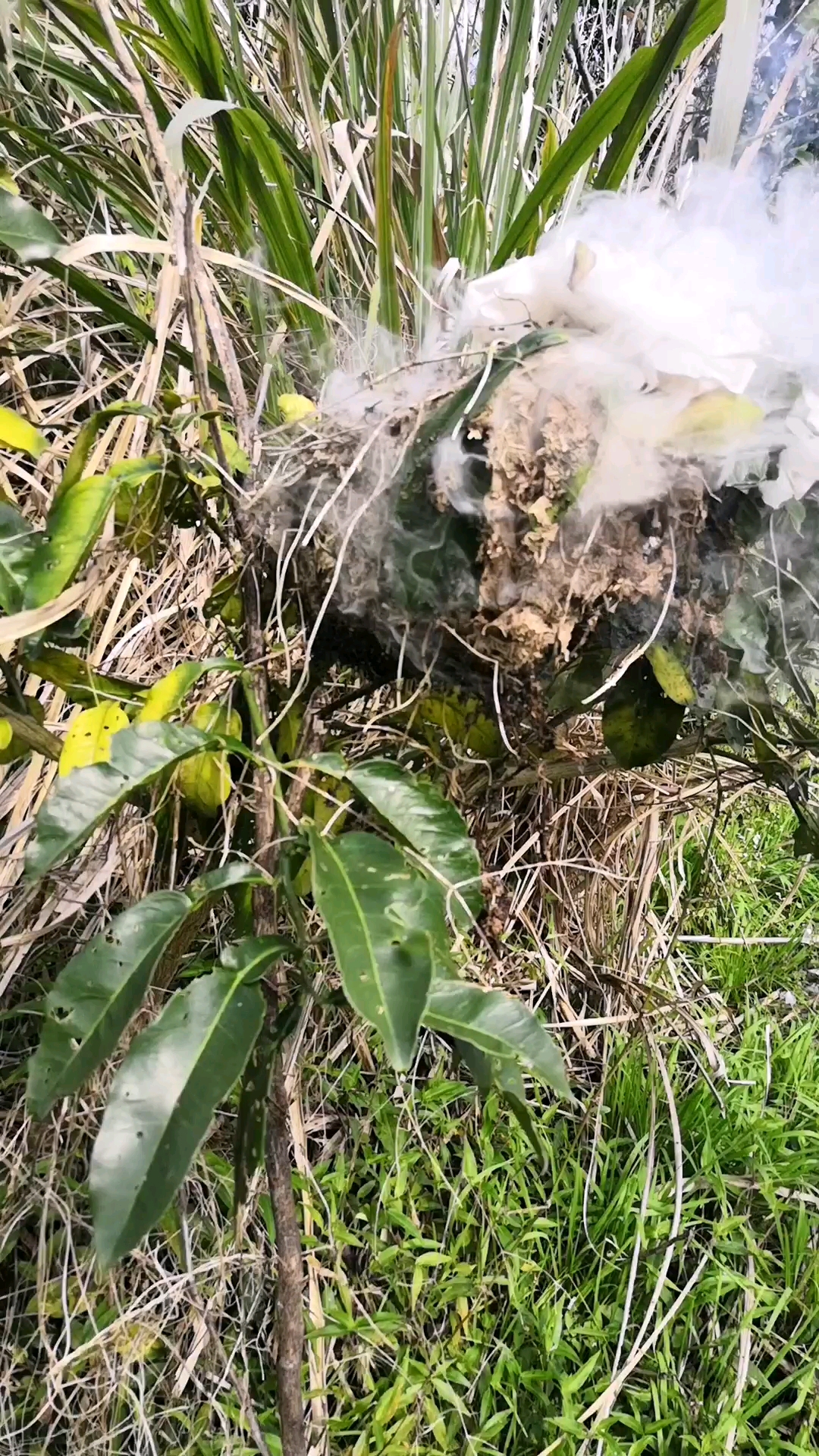 火烧柚子树上蚂蚁窝