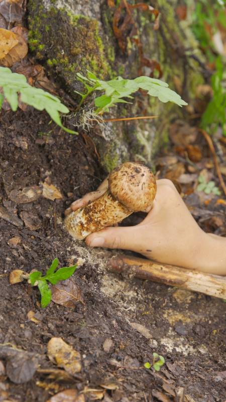 西藏#今天和哥哥去挖松茸,用最原始的方式做出来特别香,你们那有松 