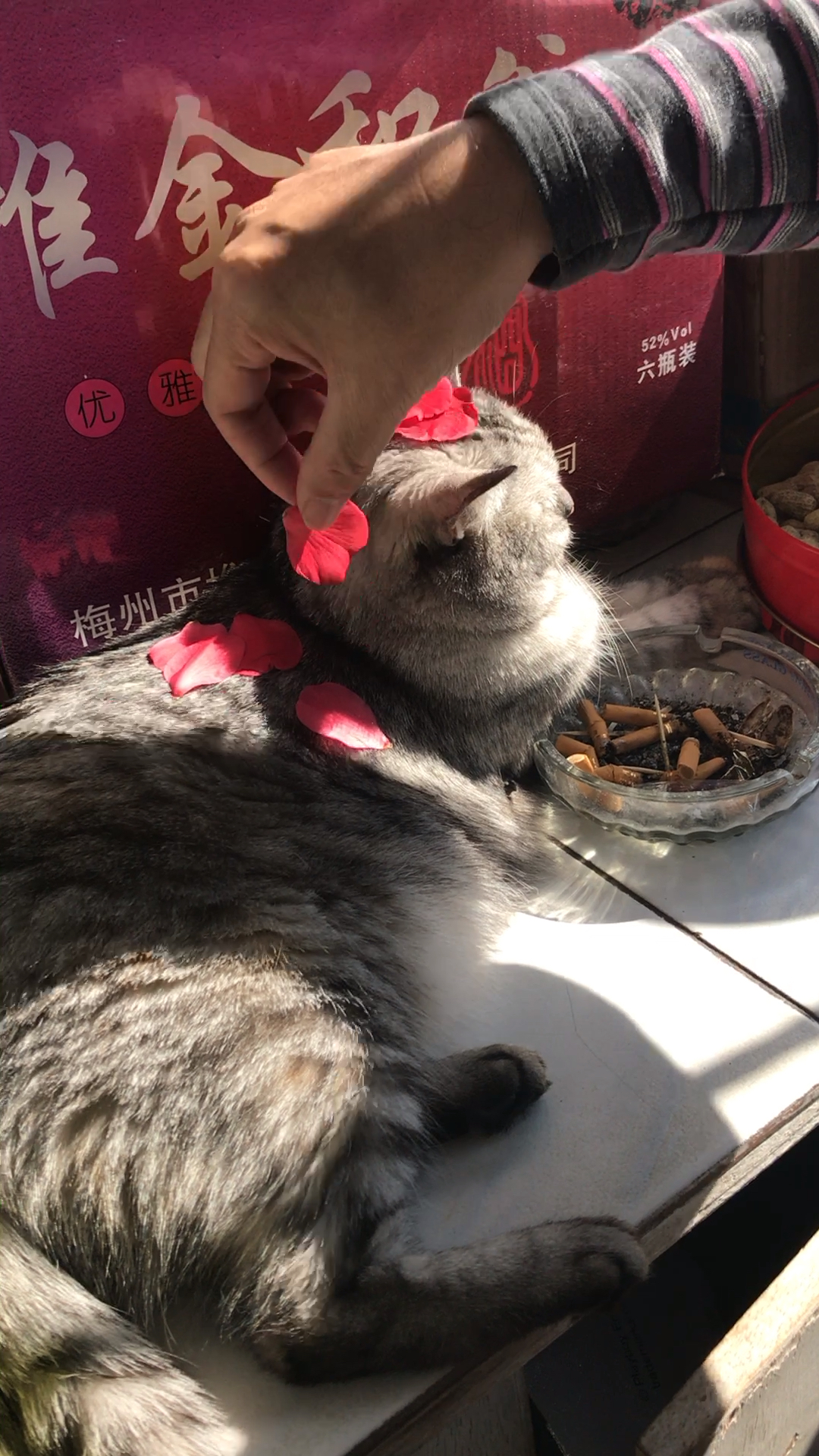 猫哥:算了算了,你开心就好