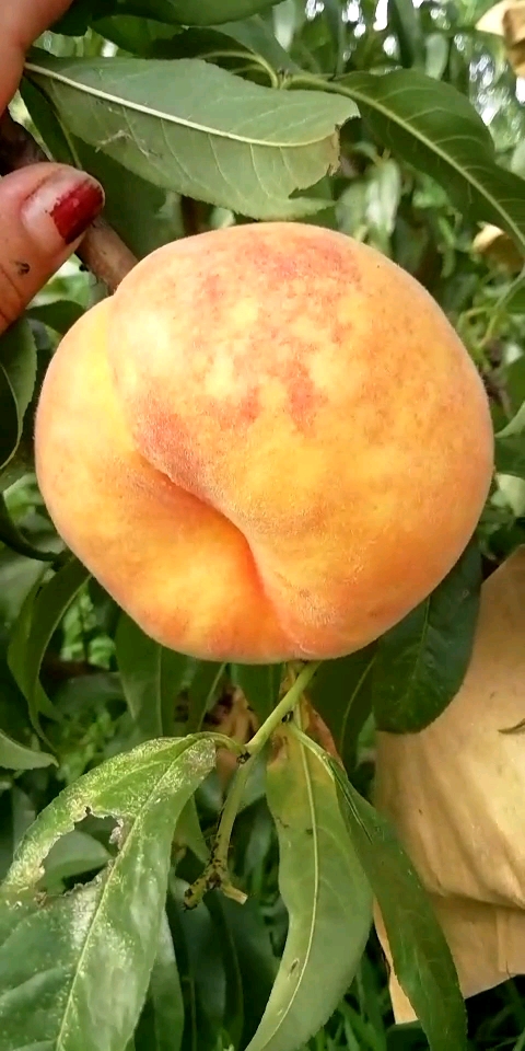 中蟠17号,黄金蟠桃的扛把子