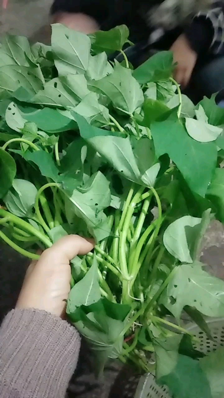 自己种的红薯菜,很好吃的哦!