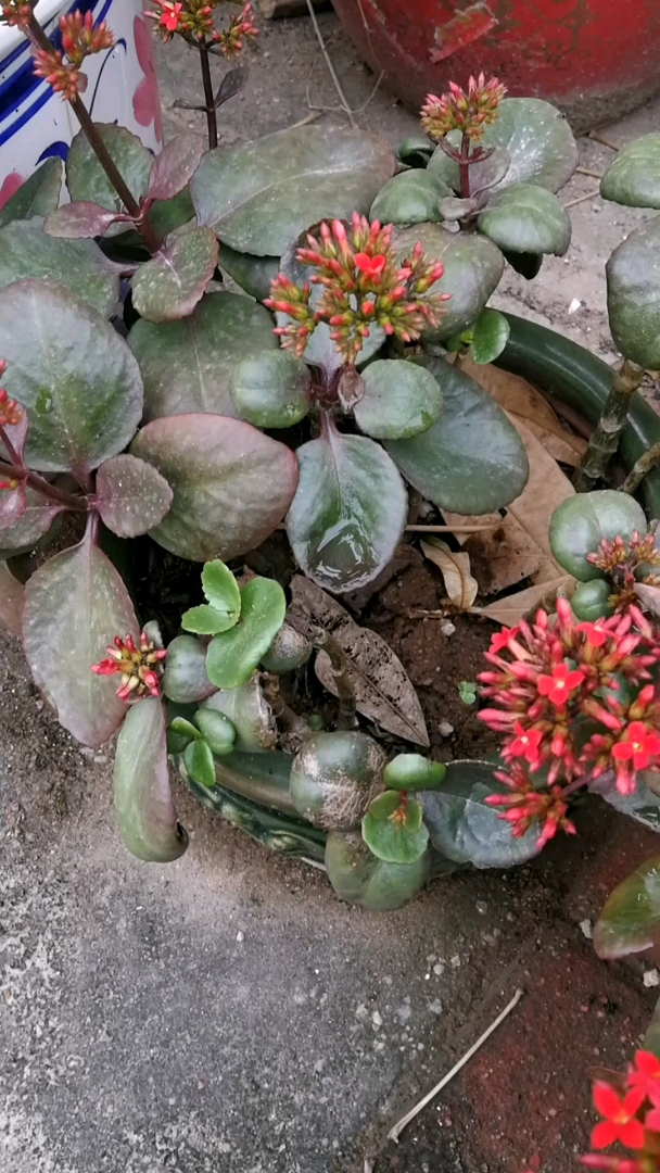 花语:长命百岁,福寿吉庆  别名:圣诞长寿花,矮生伽蓝菜,寿星花