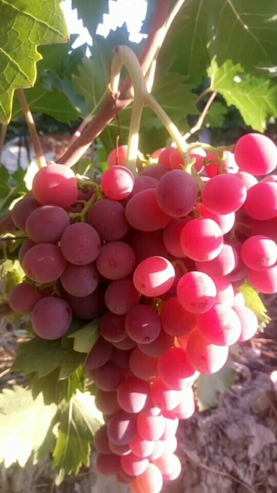 矢富罗莎葡萄