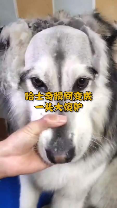 奇闻趣事抢先看主人的一个操作让哈士奇瞬间变成哈士驴