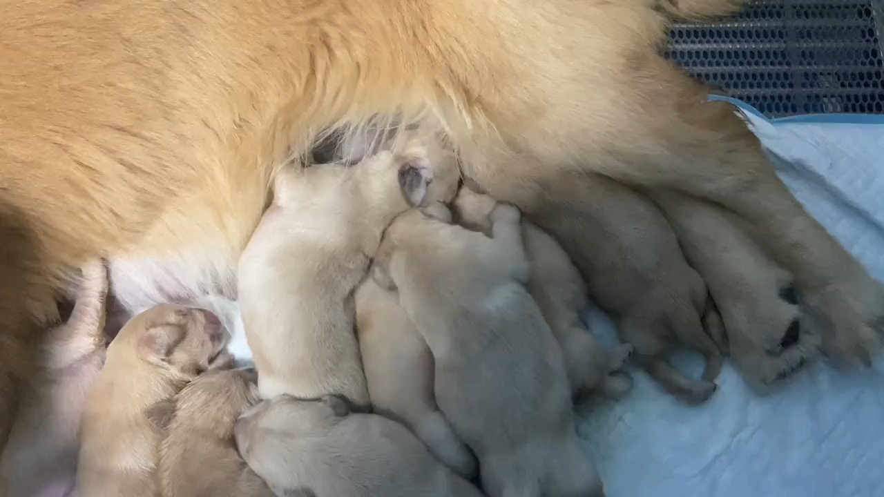 刚出生的小金毛正在努力喝奶#小奶狗 #金毛 #小金毛 #赛级双血统金毛