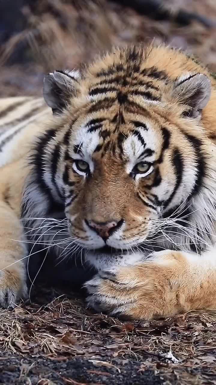 虎王这动作霸气侧漏.