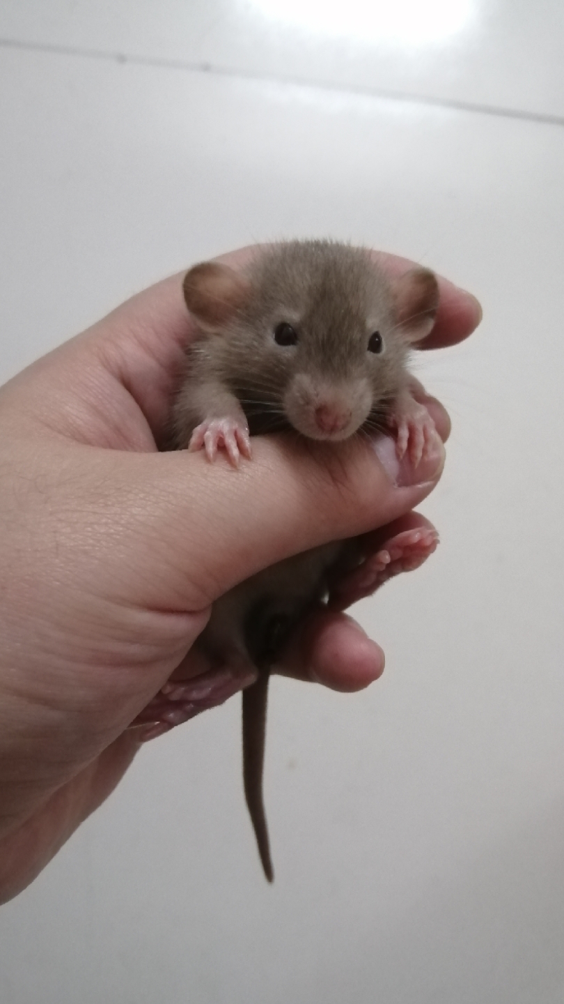 我的宠物#小名灰灰,大名灰毛大老鼠