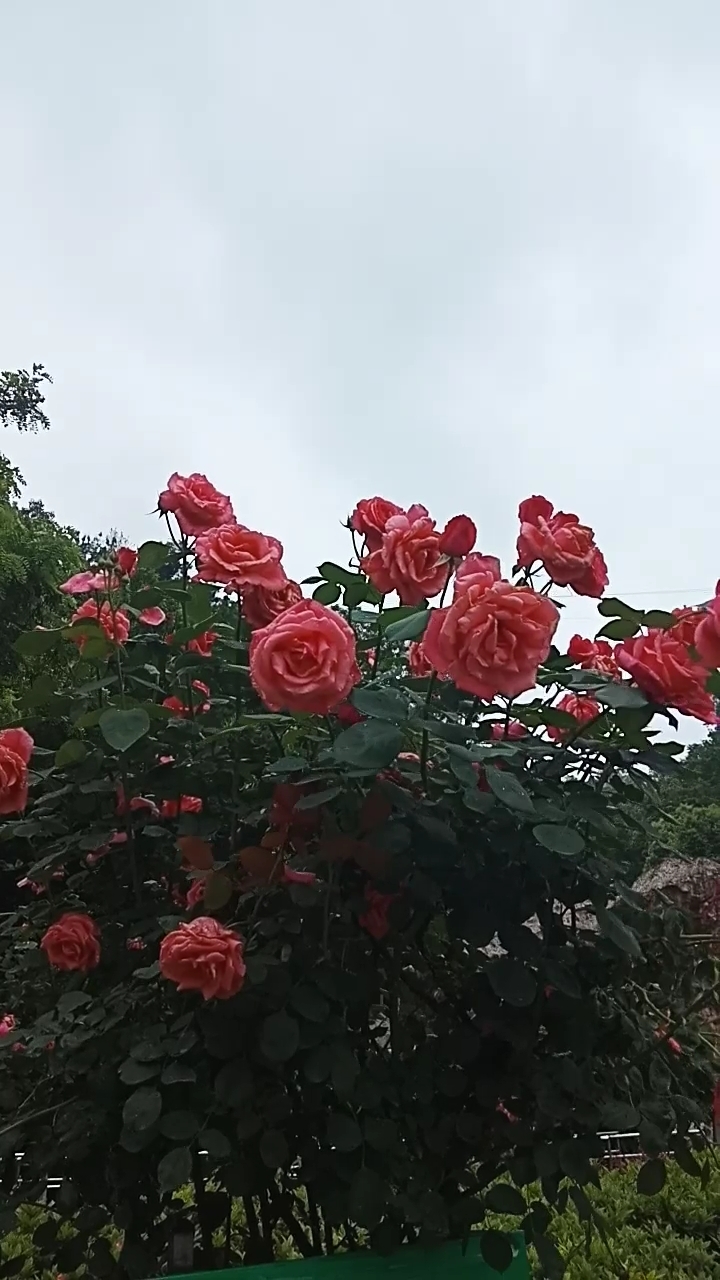 南岭公园里的花开得很漂亮的