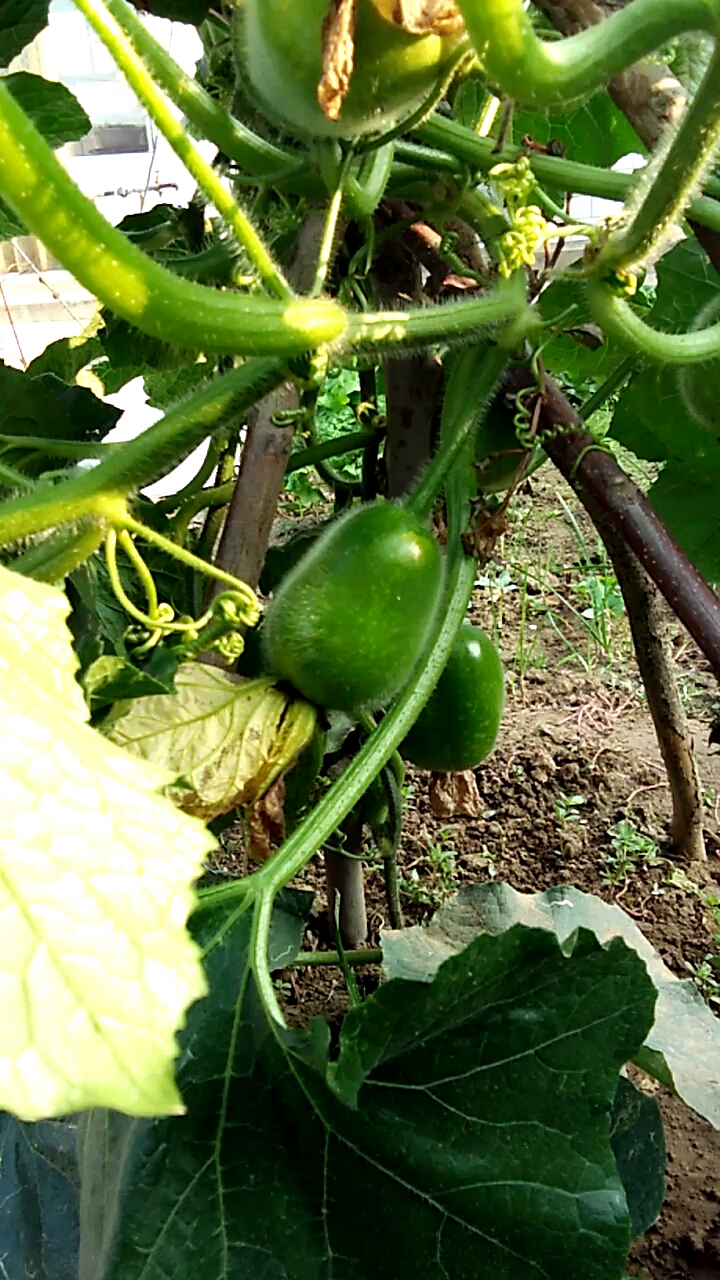 夏天就要这么过#冬瓜秧高了