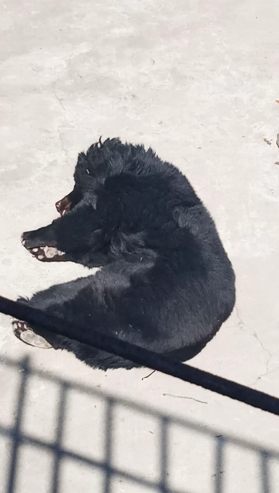 爱睡觉的大懒熊!