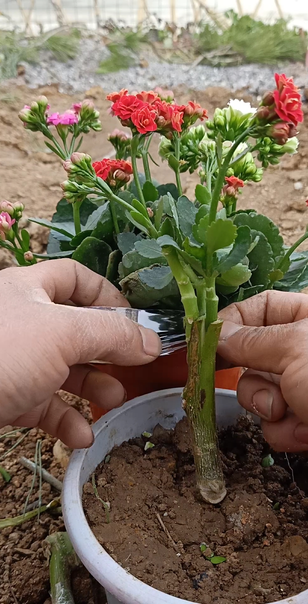 嫁接高手#嫁接多少长寿花技术,成活率百分之百,你看懂了吗?