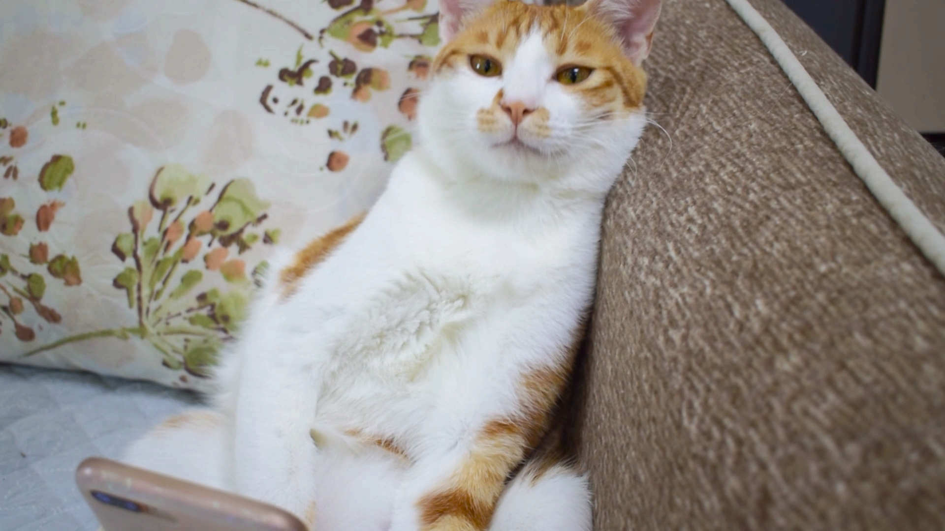神宠来袭#猫咪偷走主人手机,自拍照片!