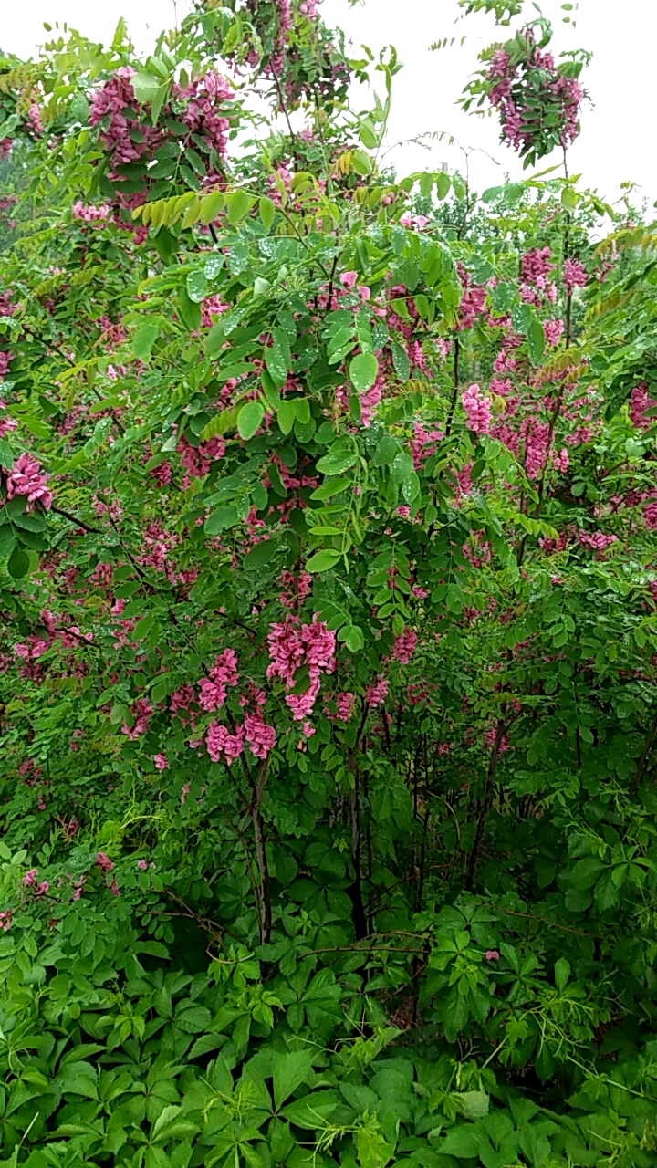 红槐花原型图片