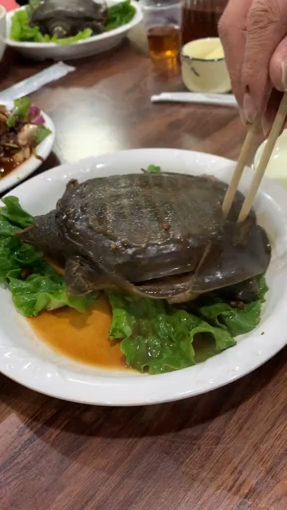 吃甲鱼的正确打开方式?#我就看看