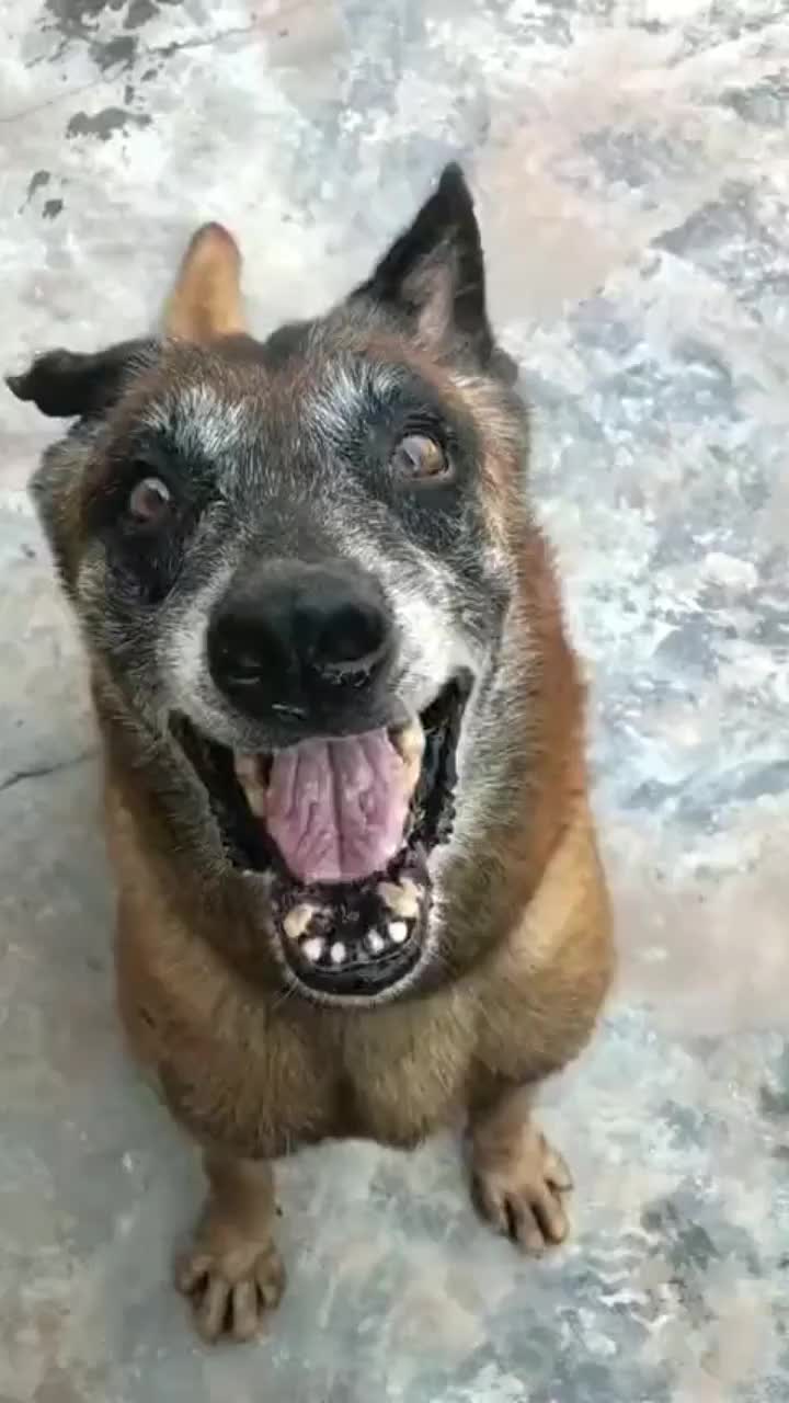 大爷养的狼狗,牙齿全被磨平了,你很难相信它平时吃什么!