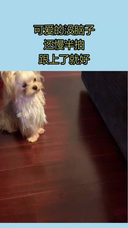 搞笑萌宠#可爱的没脑子,还慢半拍,跟上了就好
