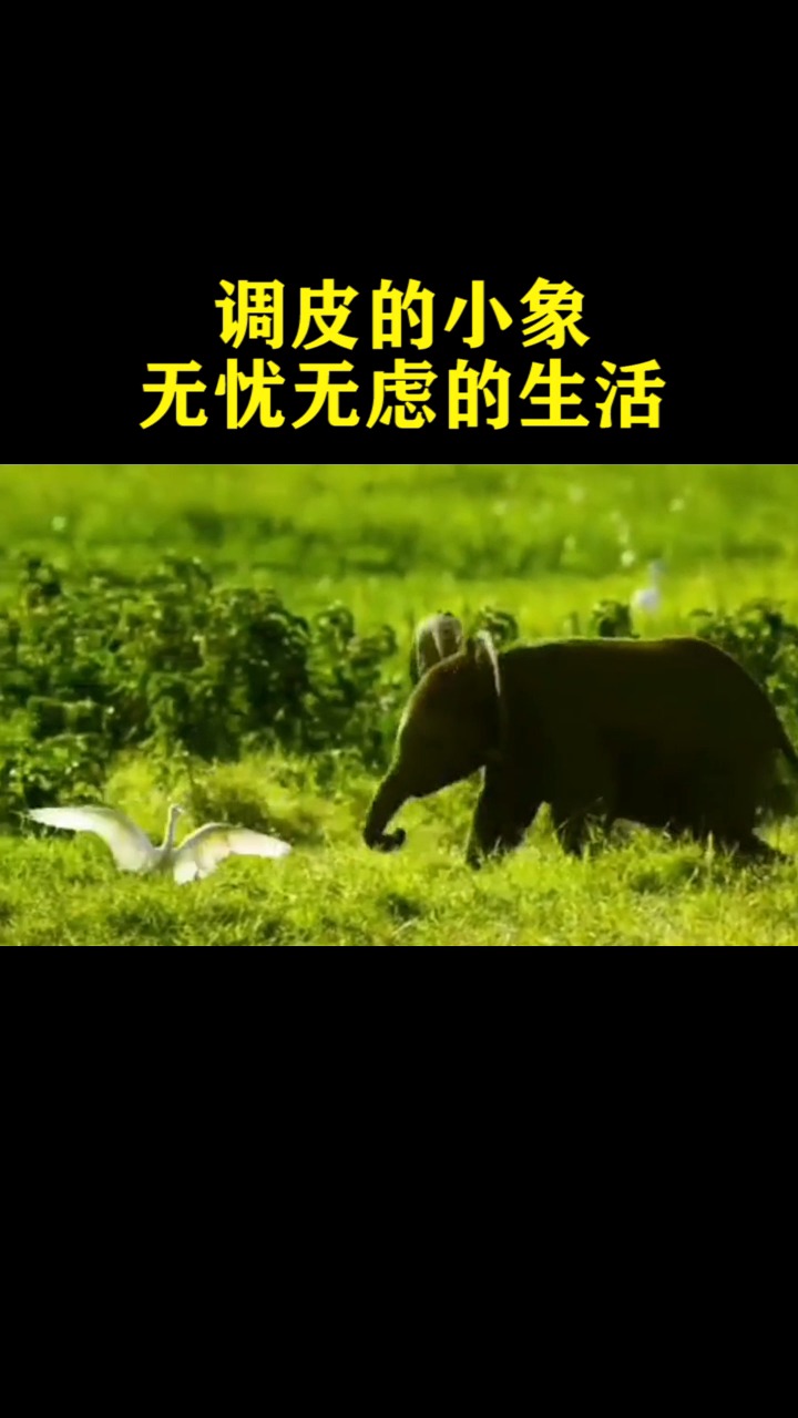调皮的小象,无忧无虑的生活