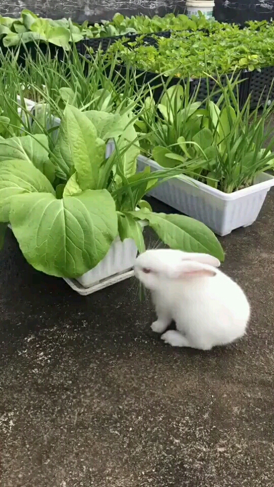 抓到一个吃青菜的小白兔