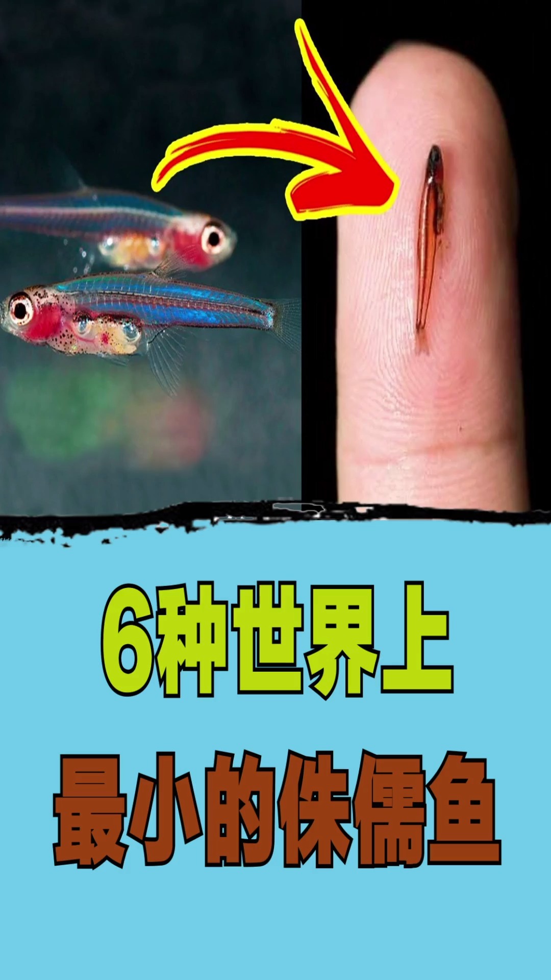 #侏儒鱼#6种世界上最小的侏儒鱼-度小视