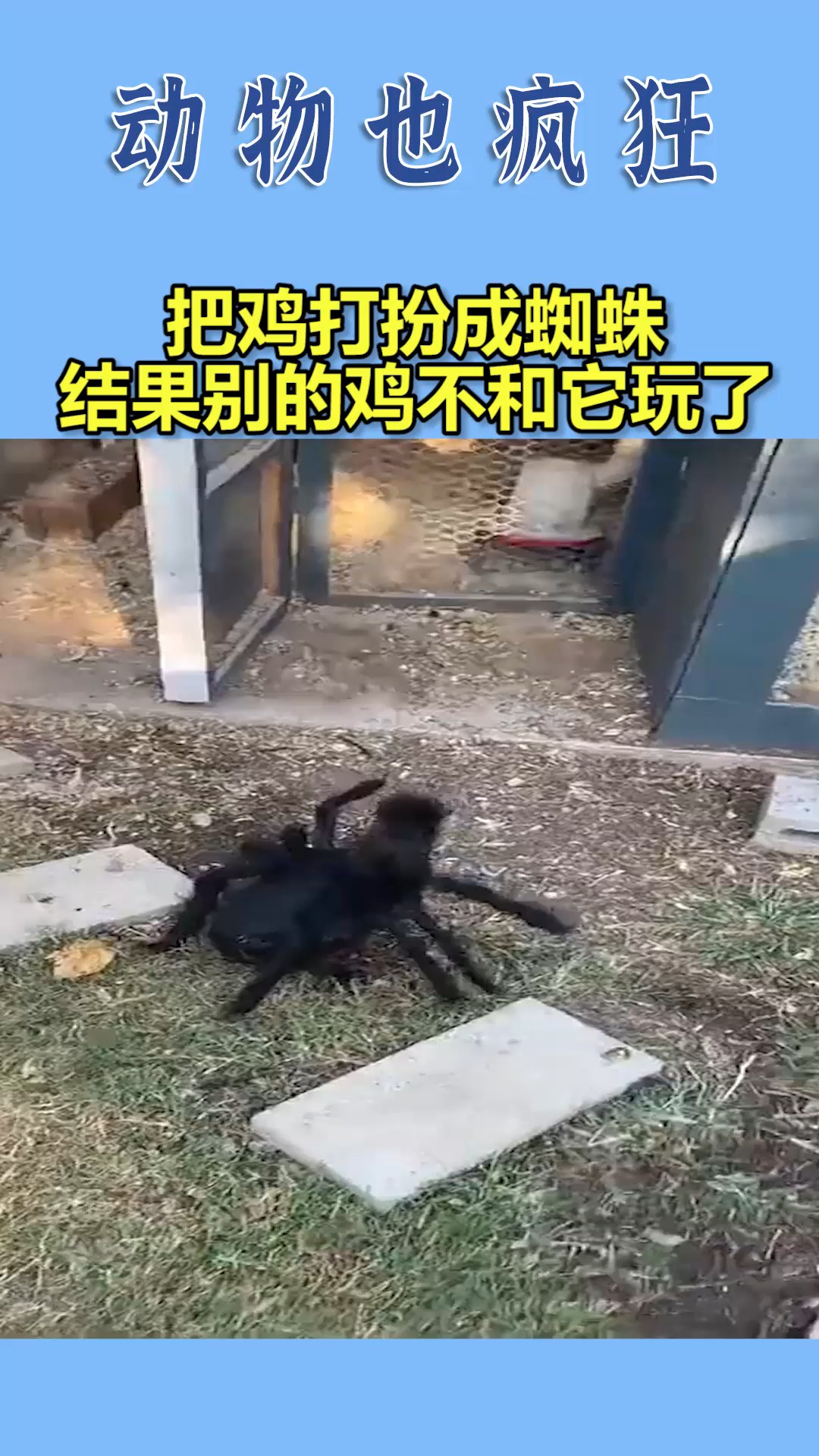 我要上热门#把鸡打扮成蜘蛛,结果别的鸡不和它玩了