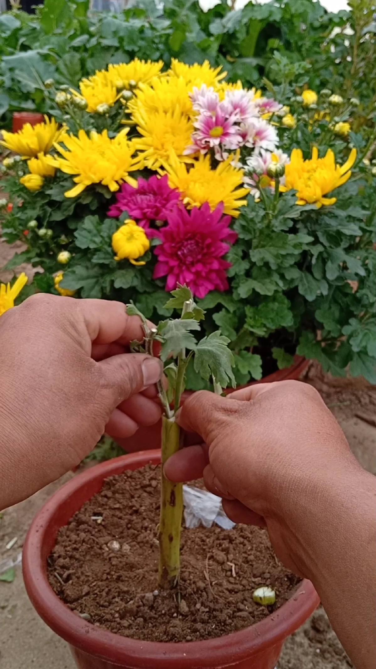 嫁接高手#劈接多色菊花技术,成活率百分之百