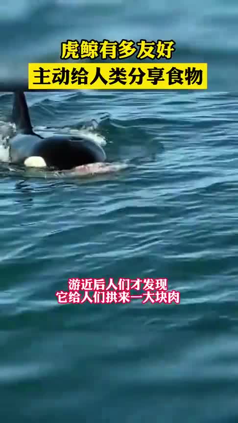 虎鯨天生喜歡親近人類除了在水族館長期被虐待的有攻擊飼養員外目前並