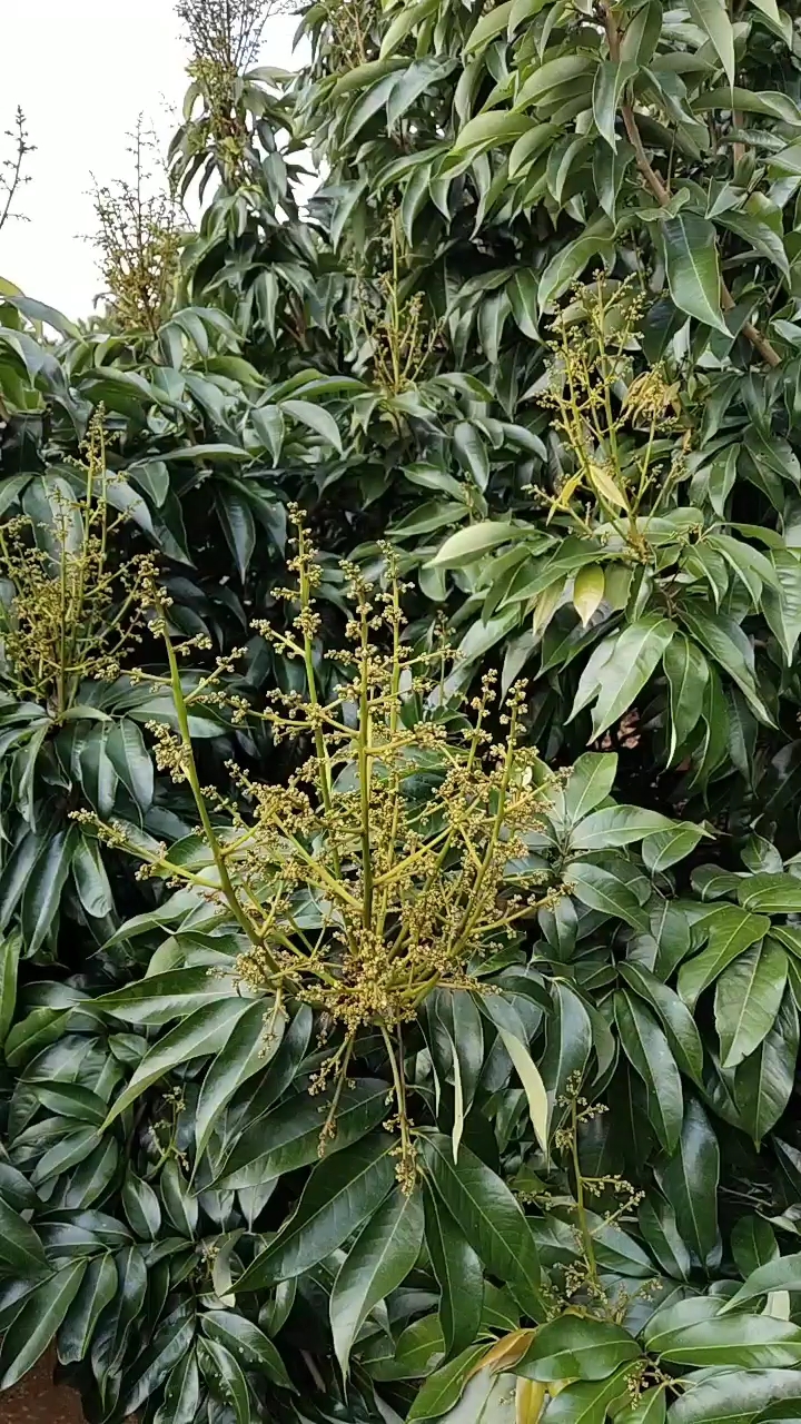 正值花期的海南妃子笑品种#荔枝