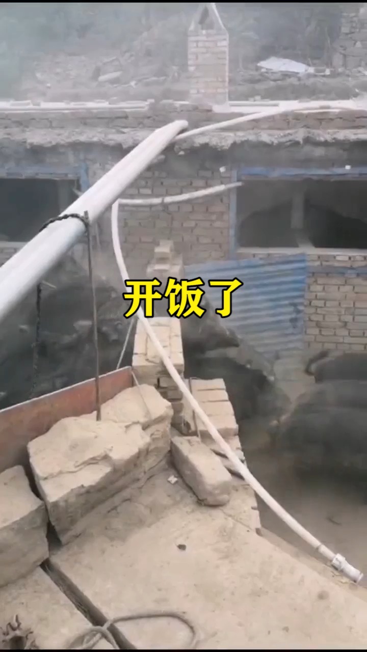 我要上热门#开饭了,猪群出动了,这太激烈了