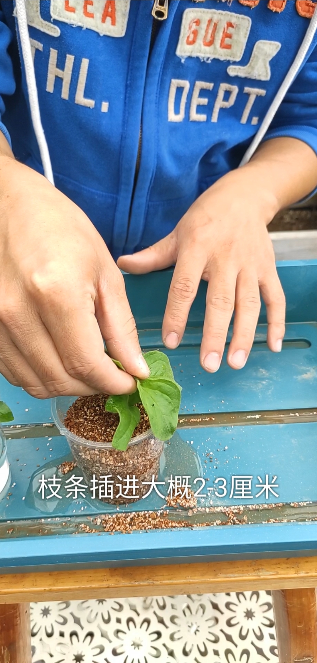 全民好物节打顶摘心完的矮牵牛最适合扦插啦