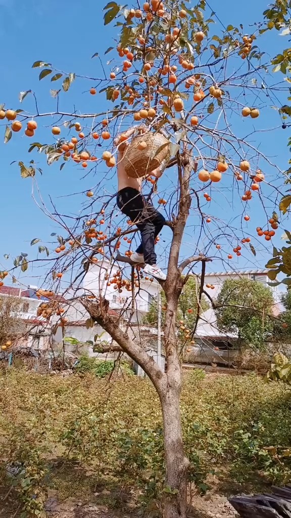 三个大男人摘柿子就摘柿子