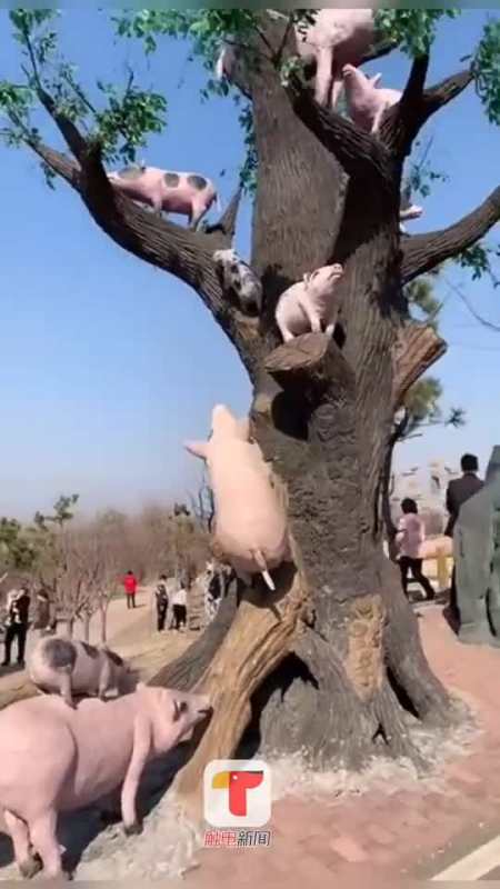 近日在潍坊,一动物园有奇特景观:母猪上树,并配文:男人还是靠得住的!