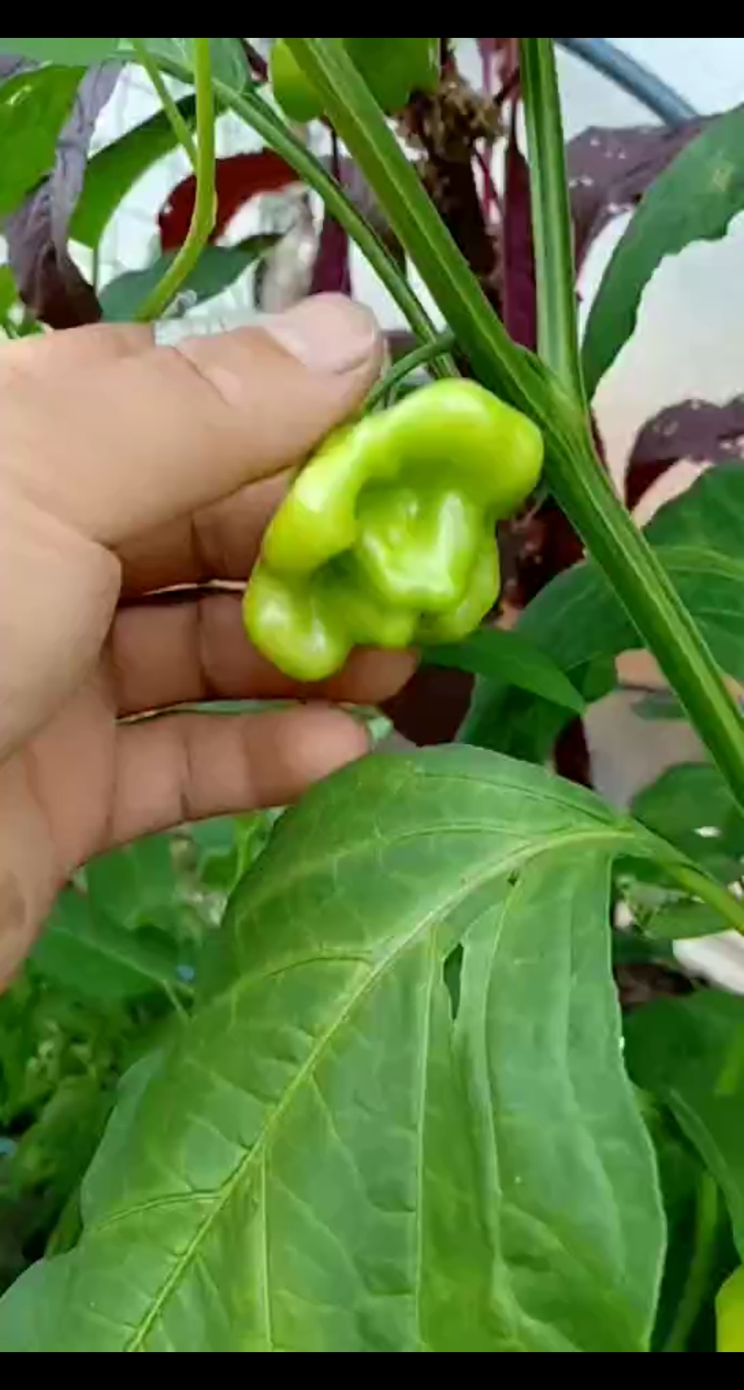 劳动最光荣#来自太空的元宝辣椒你见过吗?