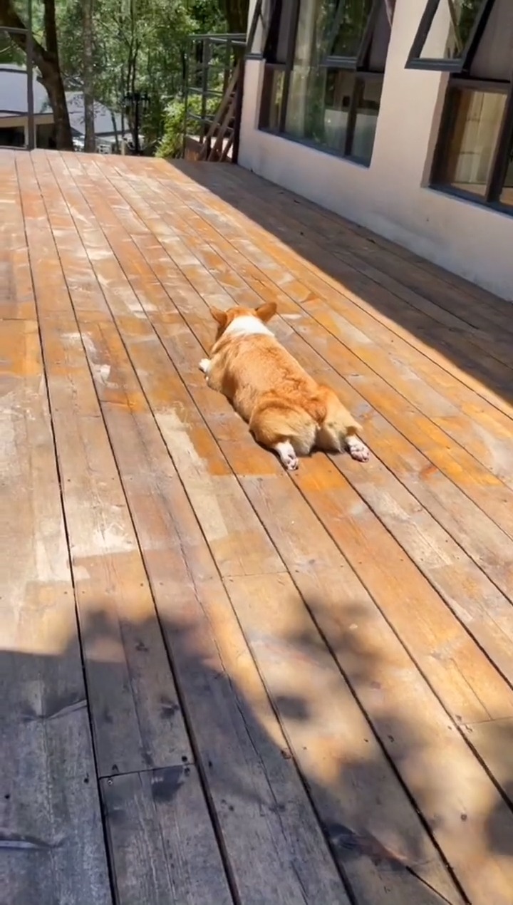 这狗子应该是体内湿气重,自己趴在太阳下面晒.