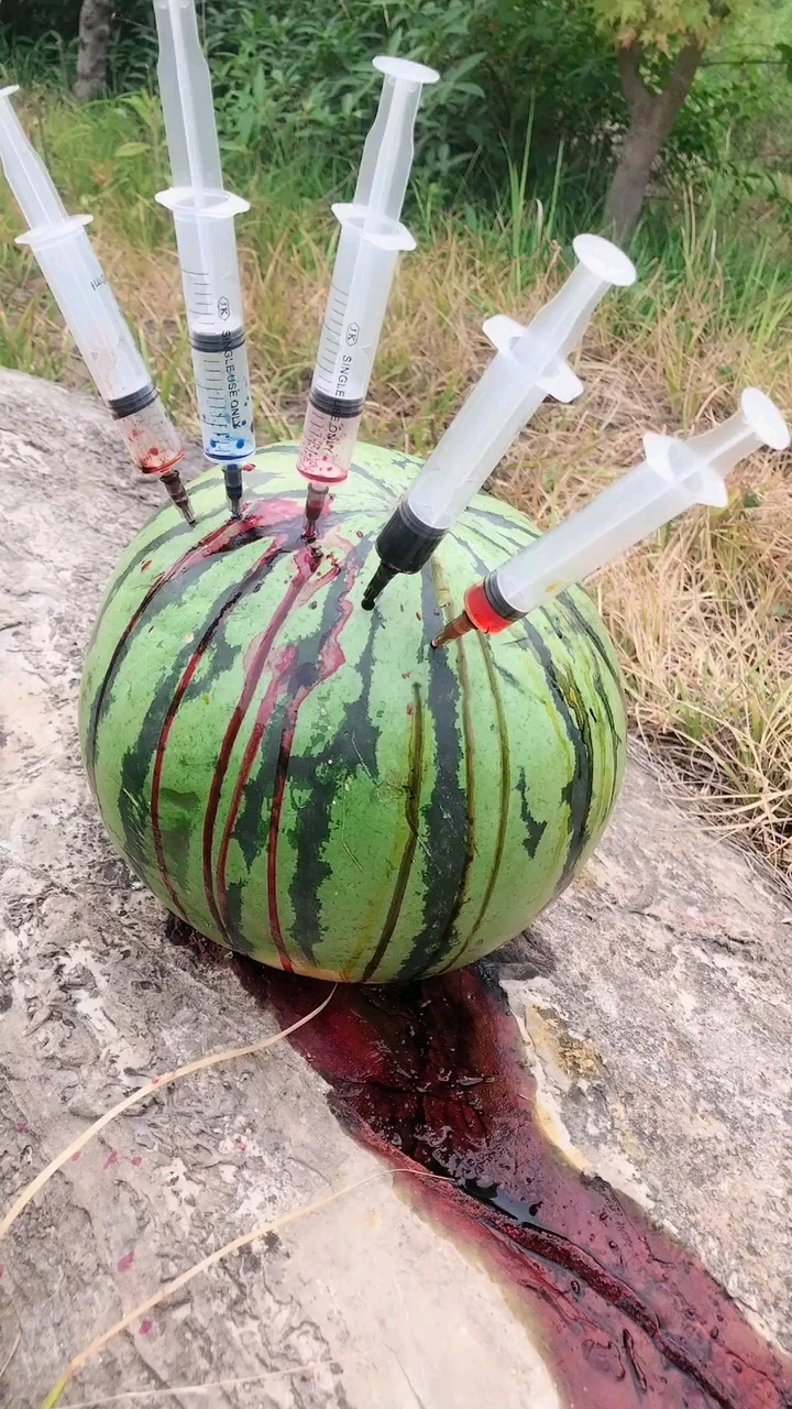 给西瓜打针