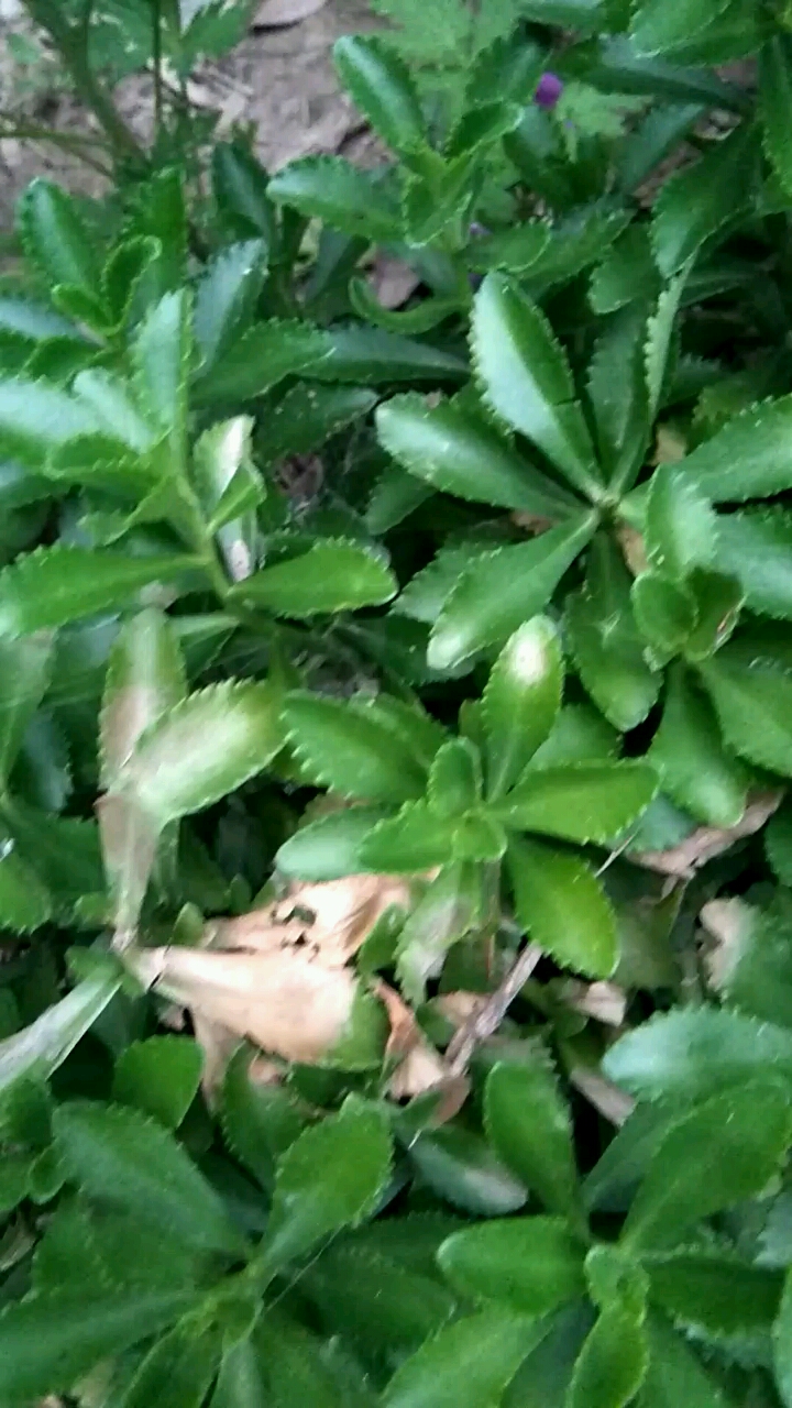 田七,名贵中草药