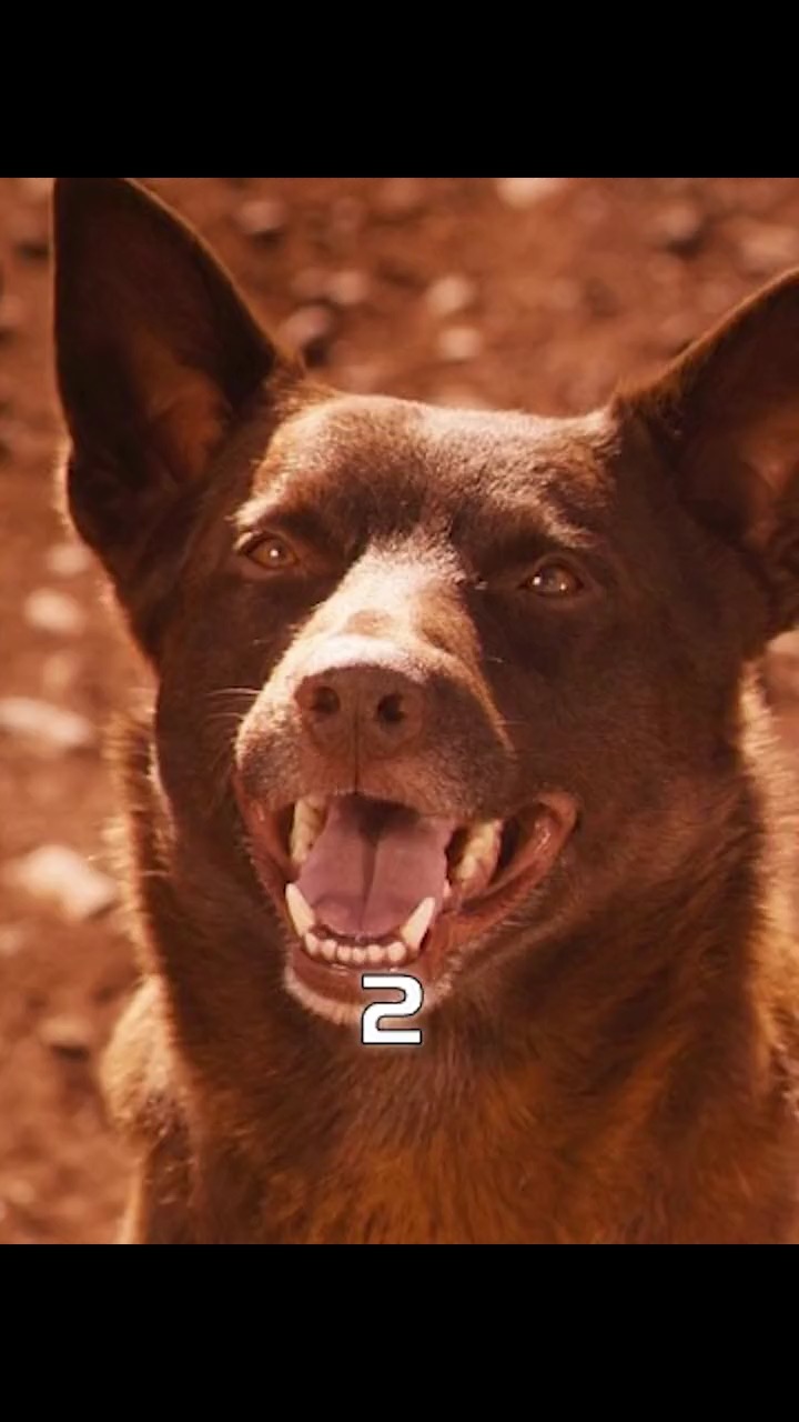 精彩影视#主人去世后,红犬为了找到主人,从澳大利亚前往日本 #感人