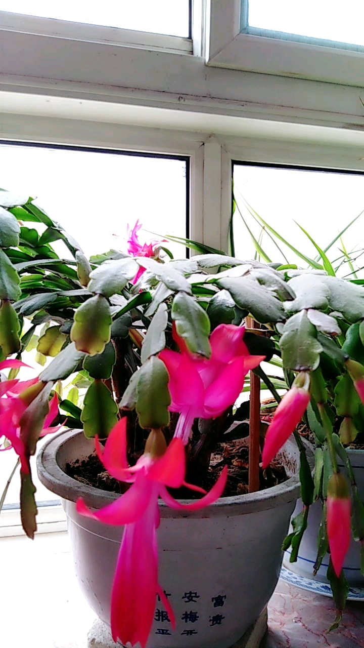 这个月份蝎子莲又开花了94过年的时候已经开过了,好美给力-度小视