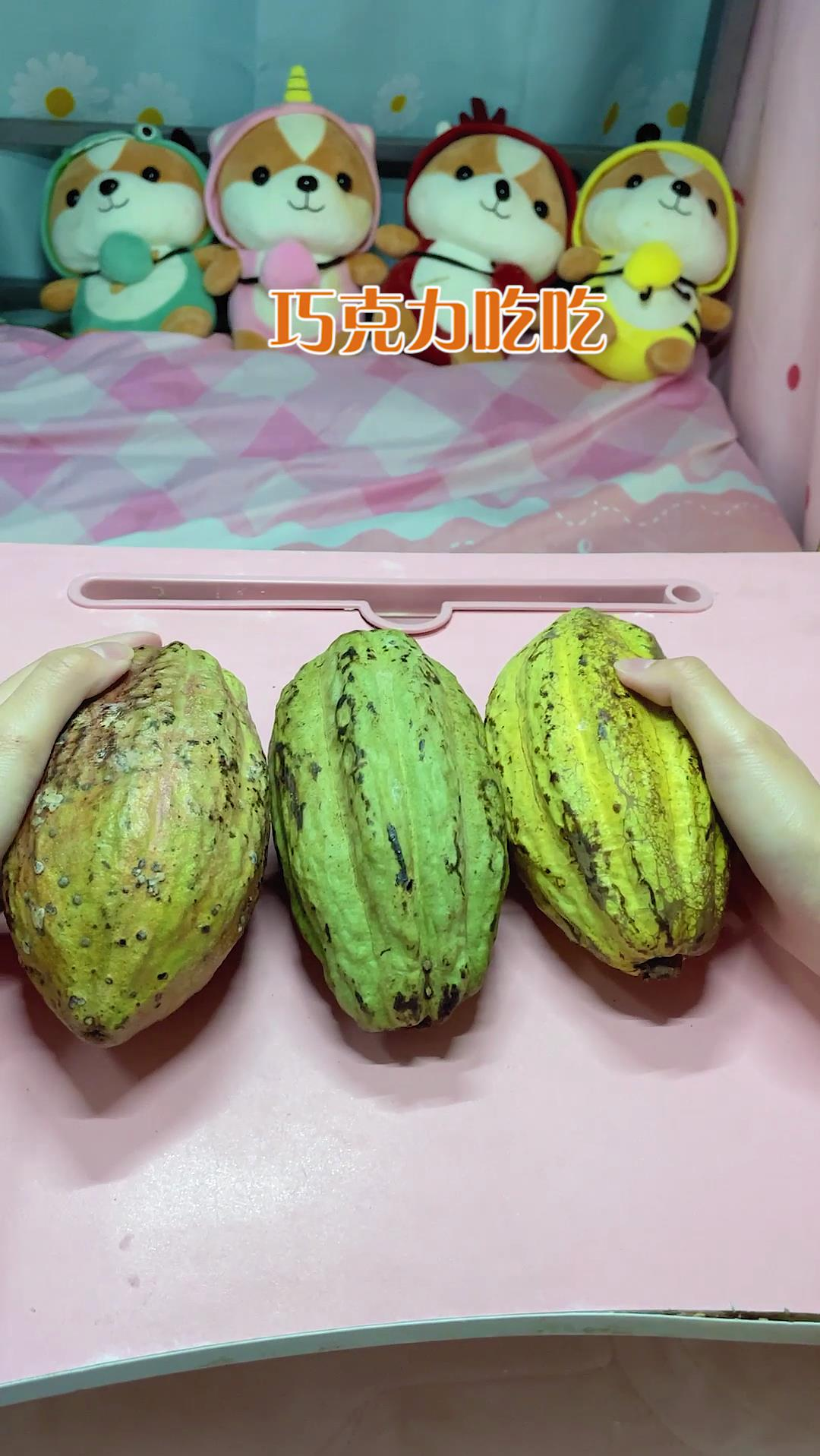 美食用可可果自制巧克力恰恰