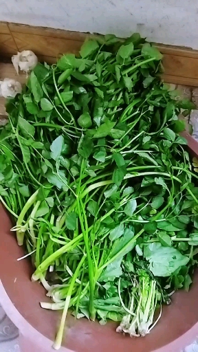 鸭儿芹野菜炒腊肉吃了这个菜对人身体真的很好喜欢,超级喜欢