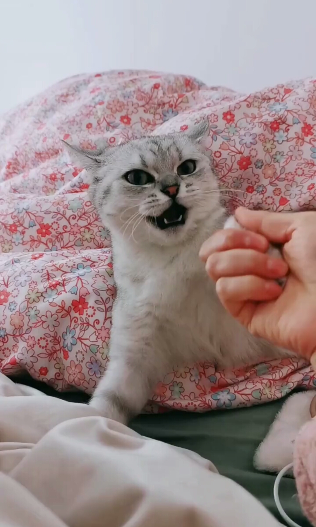 耗子扛枪,窝里横