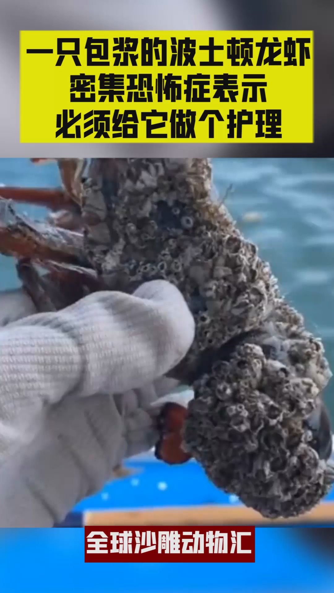 搞笑萌宠#一只包浆的波士顿龙虾,密集恐怖症表示,必须给它做个护理!