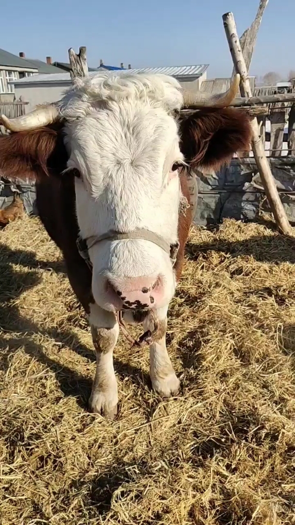 看看这老牛多好