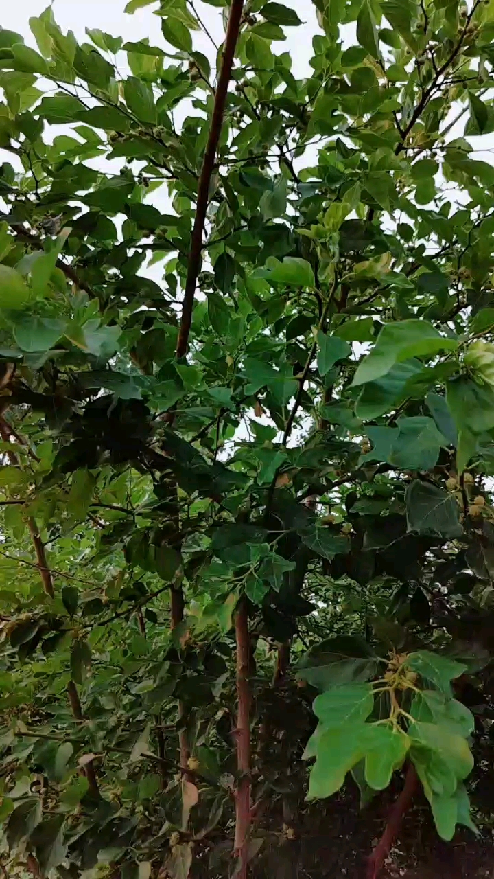 柘树,素有南檀北柘之称的柘树,果实可以酿酒,果甜甜的,红红的.-度小视