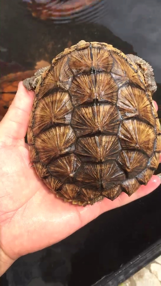 金壳扇纹鳄龟……666