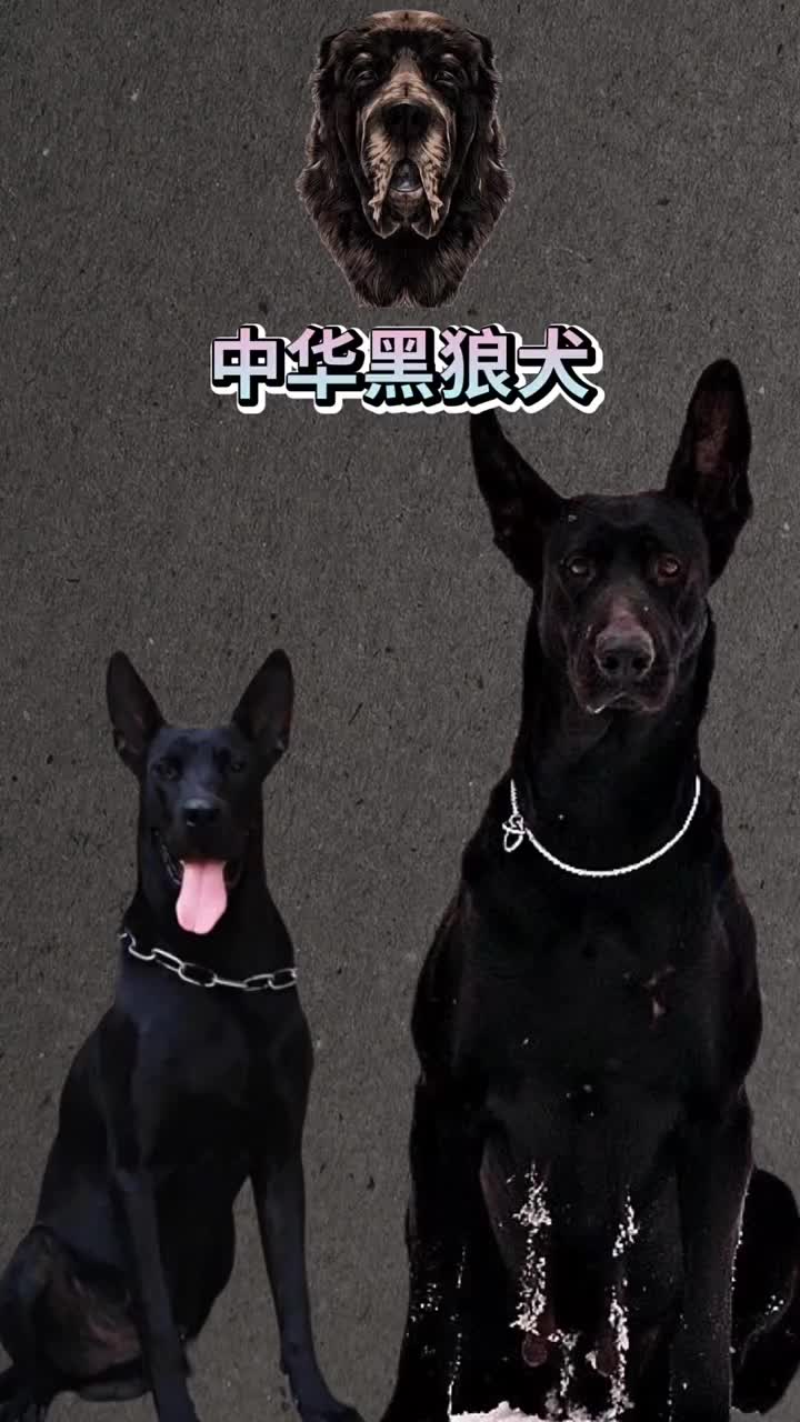 墨界黑狼犬 中华黑狼犬 #中华黑狼犬