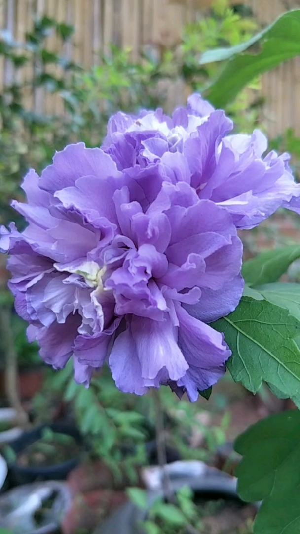 紫玉木槿花,紫色重瓣花朵,带花带朵原盆原土